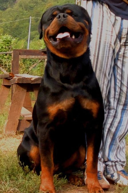 Black and Rust Rottweiler